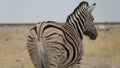 Single zebra from behind, national park africa Royalty Free Stock Photo