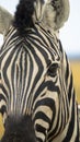 Close up of head of captive Grevys zebra Royalty Free Stock Photo