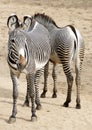 Grevy's zebra