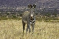 Grevy`s Zebra, equus grevyi, Adult standing on Dry Grass, Samburu Park in Kenya Royalty Free Stock Photo