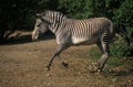 ZEBRE DE GREVY equus grevyi Royalty Free Stock Photo