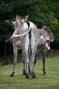 Grevy`s zebra Equus grevyi Royalty Free Stock Photo