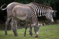 Grevy`s zebra Equus grevyi Royalty Free Stock Photo
