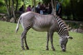 Grevy`s zebra Equus grevyi