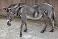 Grevy`s zebra Equus grevyi