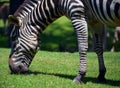 The Grevy`s zebra Equus grevyi, also known as the imperial zebra, Royalty Free Stock Photo
