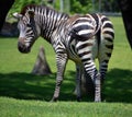 The Grevy`s zebra Equus grevyi, also known as the imperial zebra, Royalty Free Stock Photo