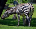 The Grevy`s zebra Equus grevyi, also known as the imperial zebra, Royalty Free Stock Photo