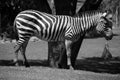 The Grevy`s zebra Equus grevyi, also known as the imperial zebra, Royalty Free Stock Photo