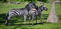 The Grevy`s zebra Equus grevyi, also known as the imperial zebra, Royalty Free Stock Photo