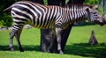 The Grevy`s zebra Equus grevyi, also known as the imperial zebra, Royalty Free Stock Photo