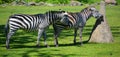 The Grevy`s zebra Equus grevyi, also known as the imperial zebra, Royalty Free Stock Photo