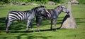 The Grevy`s zebra Equus grevyi, also known as the imperial zebra, Royalty Free Stock Photo