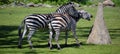 The Grevy`s zebra Equus grevyi, also known as the imperial zebra, Royalty Free Stock Photo