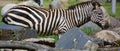 The Grevy`s zebra Equus grevyi, also known as the imperial zebra, Royalty Free Stock Photo