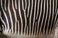 Grevy's zebra (Equus grevyi), also known as the imperial zebra. Royalty Free Stock Photo