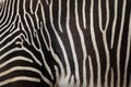 Grevy's zebra (Equus grevyi), also known as the imperial zebra. Royalty Free Stock Photo