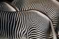 Grevy's zebra (Equus grevyi), also known as the imperial zebra. Royalty Free Stock Photo