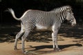 Grevy's zebra (Equus grevyi), also known as the imperial zebra.