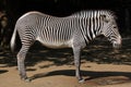 Grevy's zebra (Equus grevyi), also known as the imperial zebra.