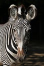 Grevy's zebra (Equus grevyi), also known as the imperial zebra.