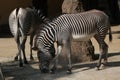 Grevy's zebra (Equus grevyi), also known as the imperial zebra. Royalty Free Stock Photo