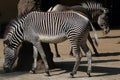 Grevy's zebra (Equus grevyi), also known as the imperial zebra. Royalty Free Stock Photo