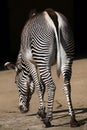 Grevy's zebra (Equus grevyi), also known as the imperial zebra. Royalty Free Stock Photo