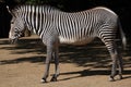 Grevy's zebra (Equus grevyi), also known as the imperial zebra. Royalty Free Stock Photo