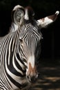 Grevy's zebra (Equus grevyi), also known as the imperial zebra. Royalty Free Stock Photo