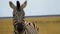 Head shot wildlife animal portrait of a single zebra, Copy Space Royalty Free Stock Photo
