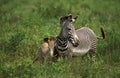 GREVY`S ZEBRA equus grevyi, FEMALE WITH FOAL, SAMBURU PARK IN KENYA Royalty Free Stock Photo