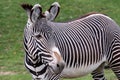 Grevy`s zebra Equus grevyi grazing on green grass Royalty Free Stock Photo