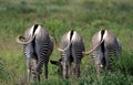 ZEBRE DE GREVY equus grevyi Royalty Free Stock Photo