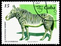 Grevy`s Zebra Equus grevyi, Havana Zoological Garden serie, circa 1995
