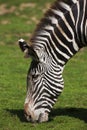 ZEBRE DE GREVY equus grevyi Royalty Free Stock Photo