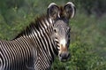 Grevy`s Zebra, equus grevyi, Head of Adult, Samburu Park in Kenya