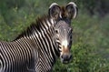 ZEBRE DE GREVY equus grevyi Royalty Free Stock Photo