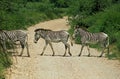 ZEBRE DE GREVY equus grevyi Royalty Free Stock Photo