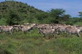 GREVY`S ZEBRA equus grevyi, HERD IN SAMBURU PARK, KENYA Royalty Free Stock Photo