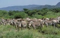 Grevy`s Zebra, equus grevyi, Herd at Samburu Park in Kenya Royalty Free Stock Photo