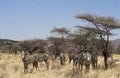 Grevy`s Zebra, equus grevyi, Herd at Samburu Park, Kenya Royalty Free Stock Photo