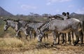 Grevy`s Zebra, equus grevyi, Herd at Samburu Park, Kenya Royalty Free Stock Photo