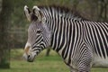 Grevy's Zebra - Equus grevyi Royalty Free Stock Photo