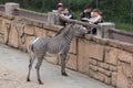 Grevy`s zebra Equus grevyi