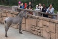 Grevy`s zebra Equus grevyi