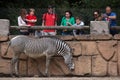 Grevy`s zebra Equus grevyi