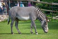 Grevy`s zebra Equus grevyi in the Moscow Zoo