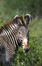 GREVY`S ZEBRA equus grevyi, PORTRAIT OF ADULT, SAMBURU PARK IN KENYA Royalty Free Stock Photo