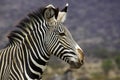 Grevy`s Zebra, equus grevyi, Portrait of Adult, Samburu Park in Kenya Royalty Free Stock Photo